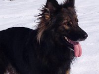 Shani